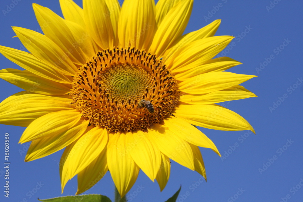 abeille et tournesol abeille et tournesol