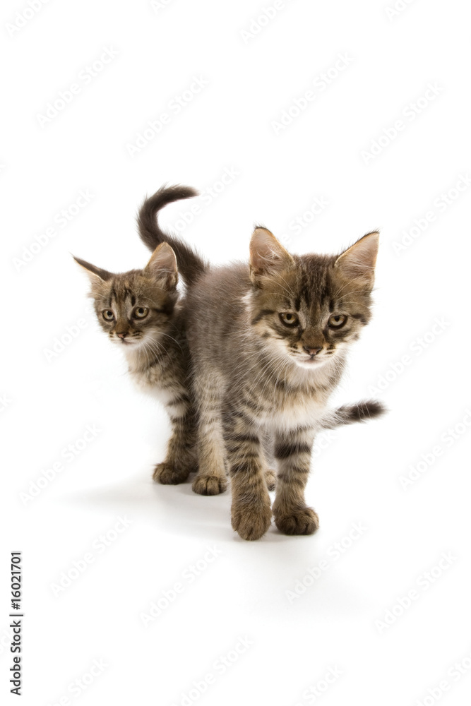 Kittens
