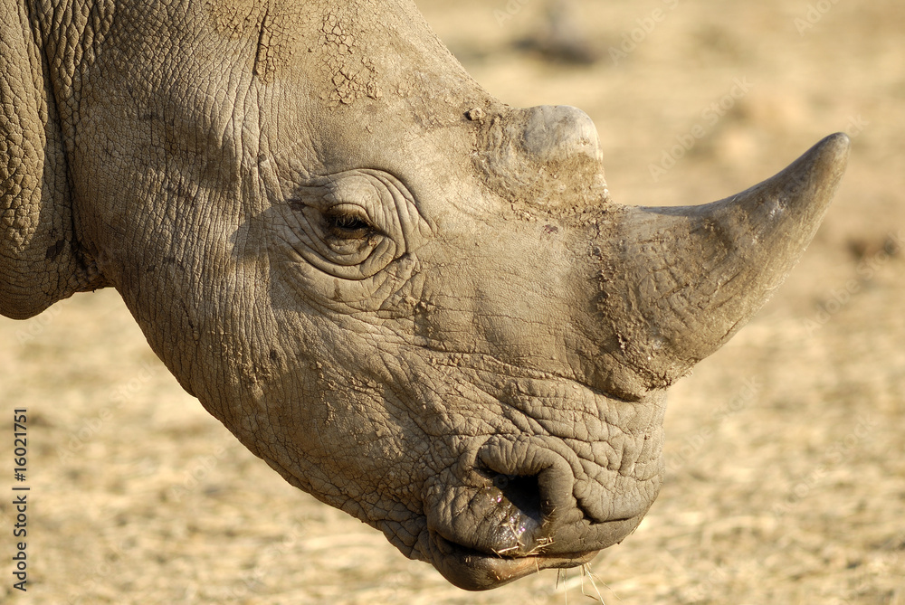 Obraz premium Rinoceronte