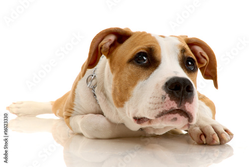 American Staffordshire terrier on white background