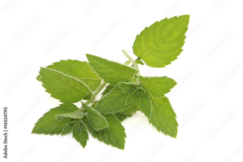 Mint Mint