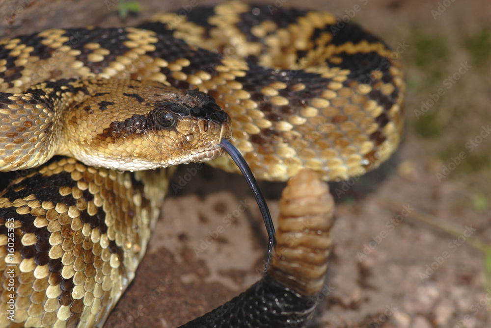 Obraz premium New Mexico Crotalus molossus