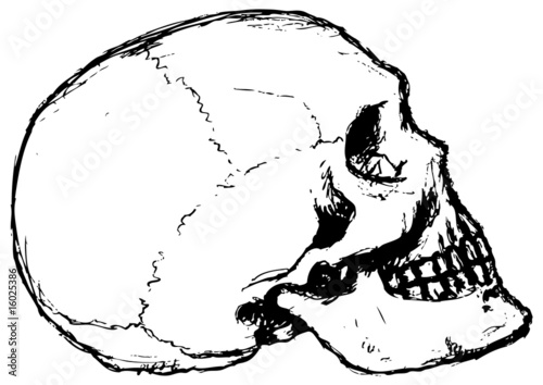 teschio profilo