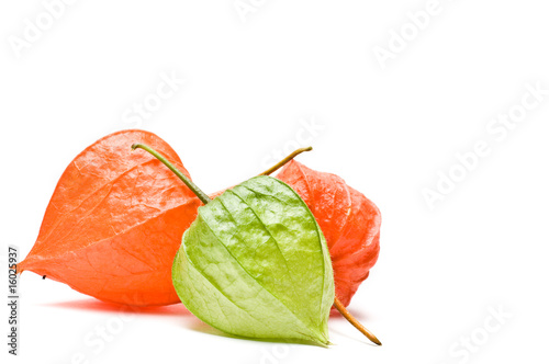 Cuadro en lienzo Frontal view of three physalis alkekengi
