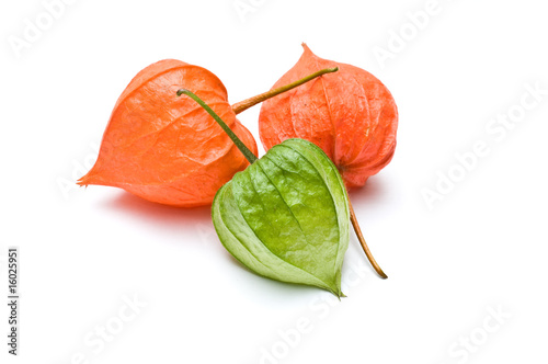 Fotografía Raised view of three physalis alkekengi