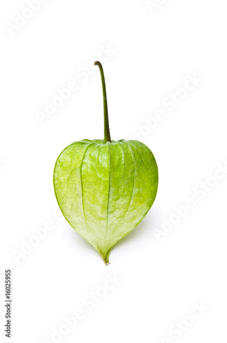 Fotografía Single green physalis