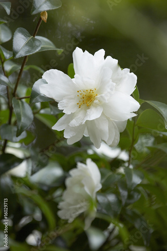 山茶花