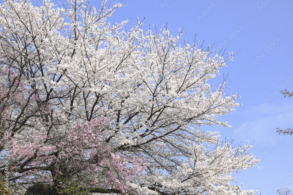 青空と桜