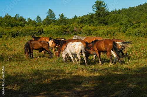 horse herd gazing