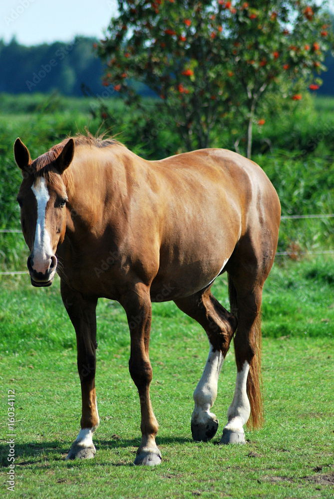 Pferd auf eine Koppel