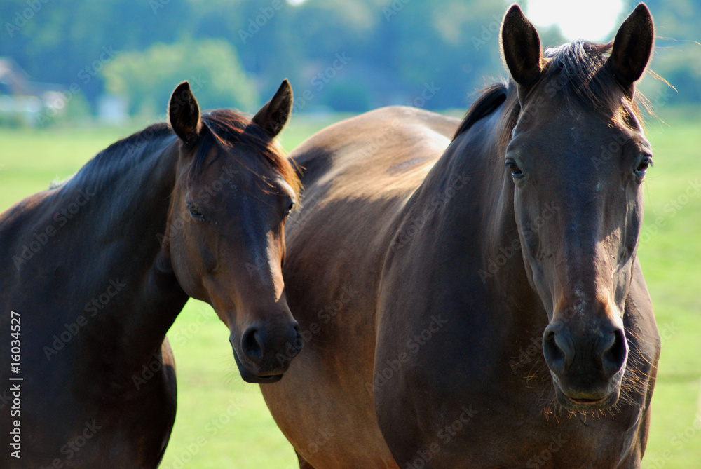 Fototapeta premium Zwei Pferde