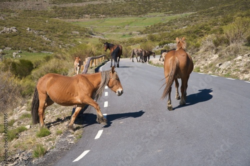 herd of horses on road