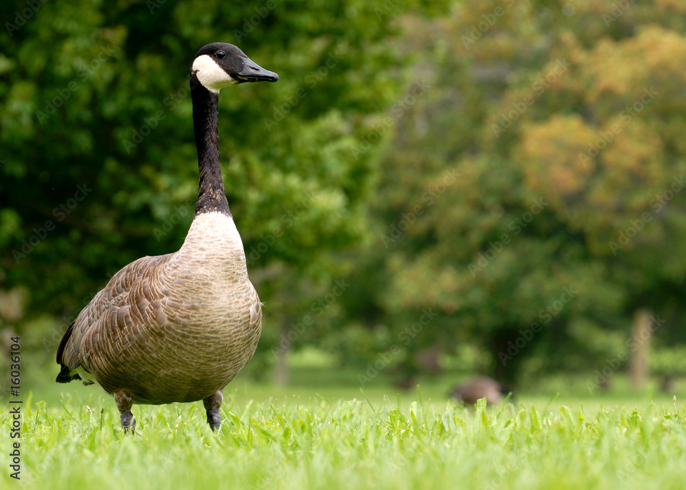 Fototapeta premium canada goose walking in the grass - Branta canadensis..