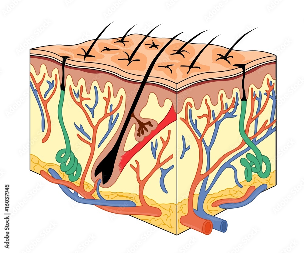 skin anatomy Stock Vector | Adobe Stock