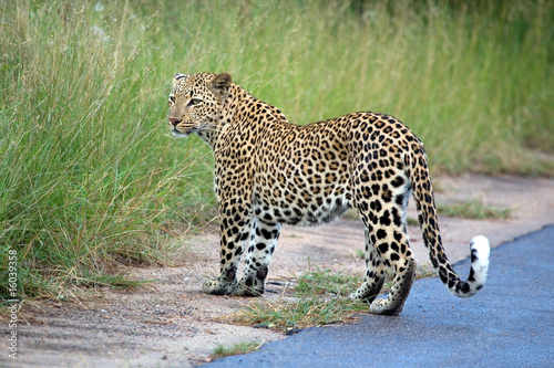 Leopard