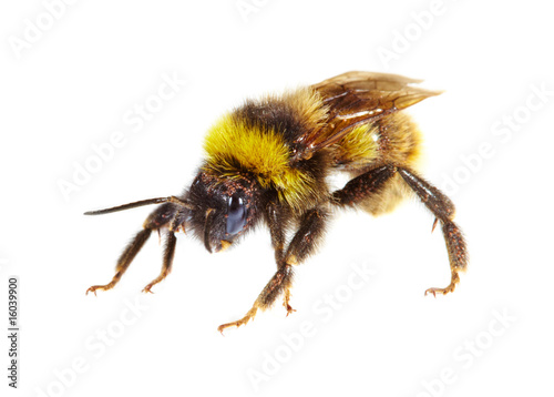 bumblebee © Andrei Armiagov