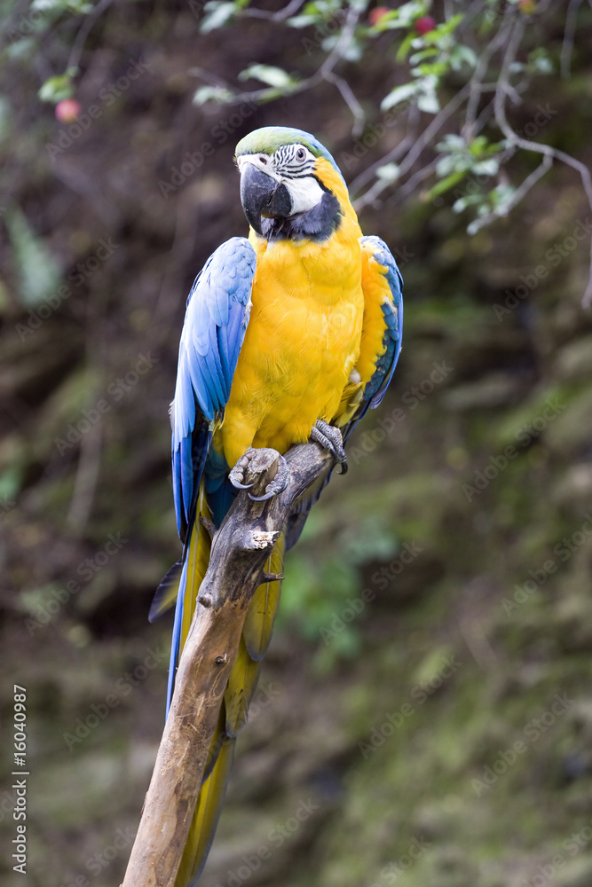 Obraz premium Beautiful parrot in nature