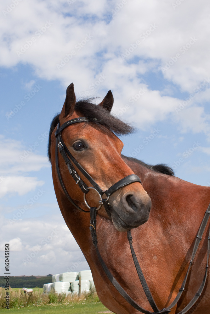 Fototapeta premium Shetland pony