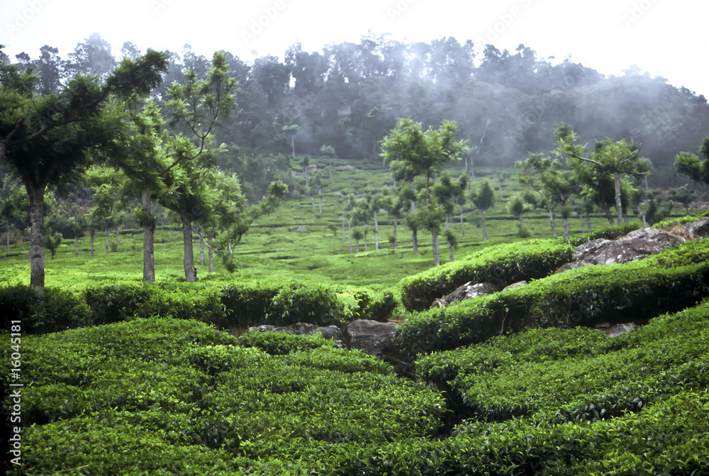 Teaplantation,India