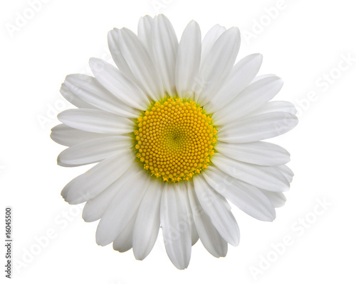 camomile