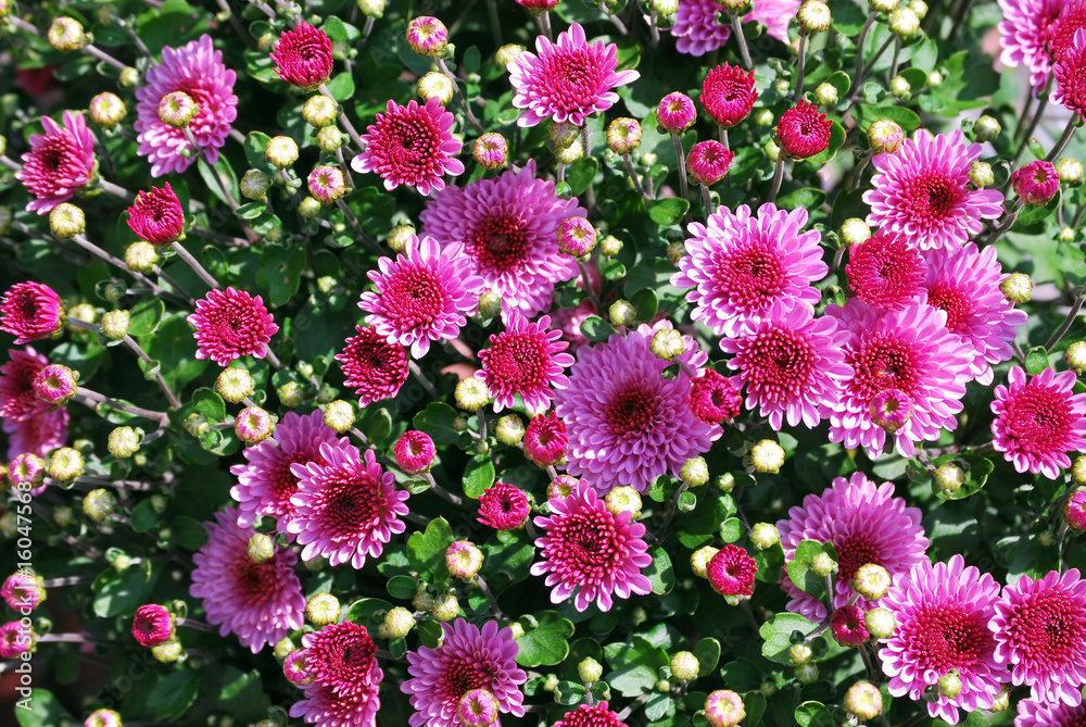 Rosa rote Chrysanthemen Rosa rote Chrysanthemen