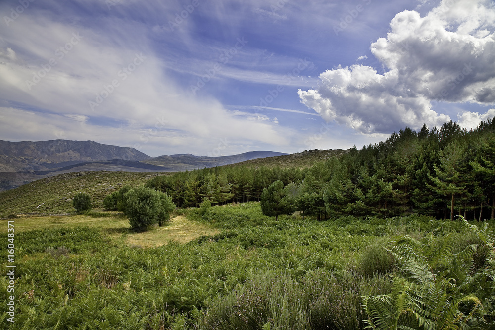 Naklejka premium Abetos en la montaña
