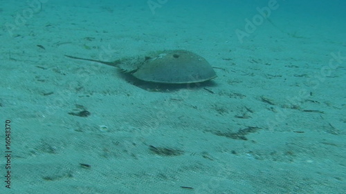 Crab: Horseshoe Underwater