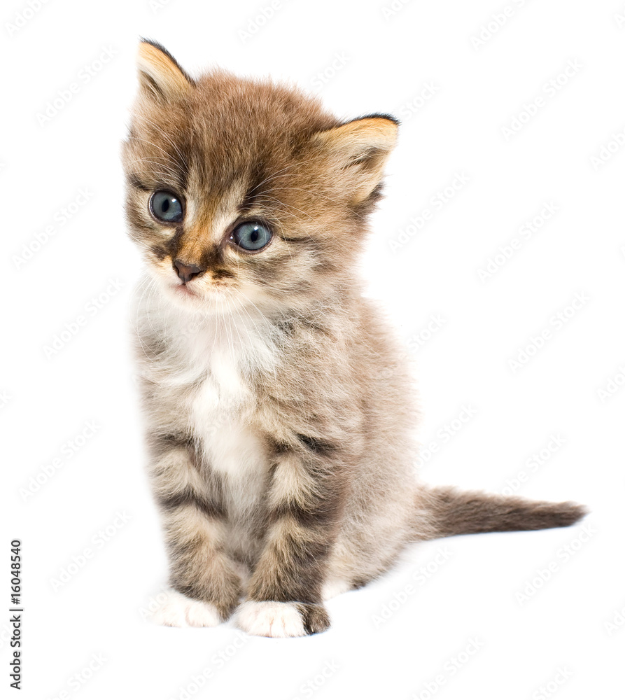 Obraz premium Funny kitten