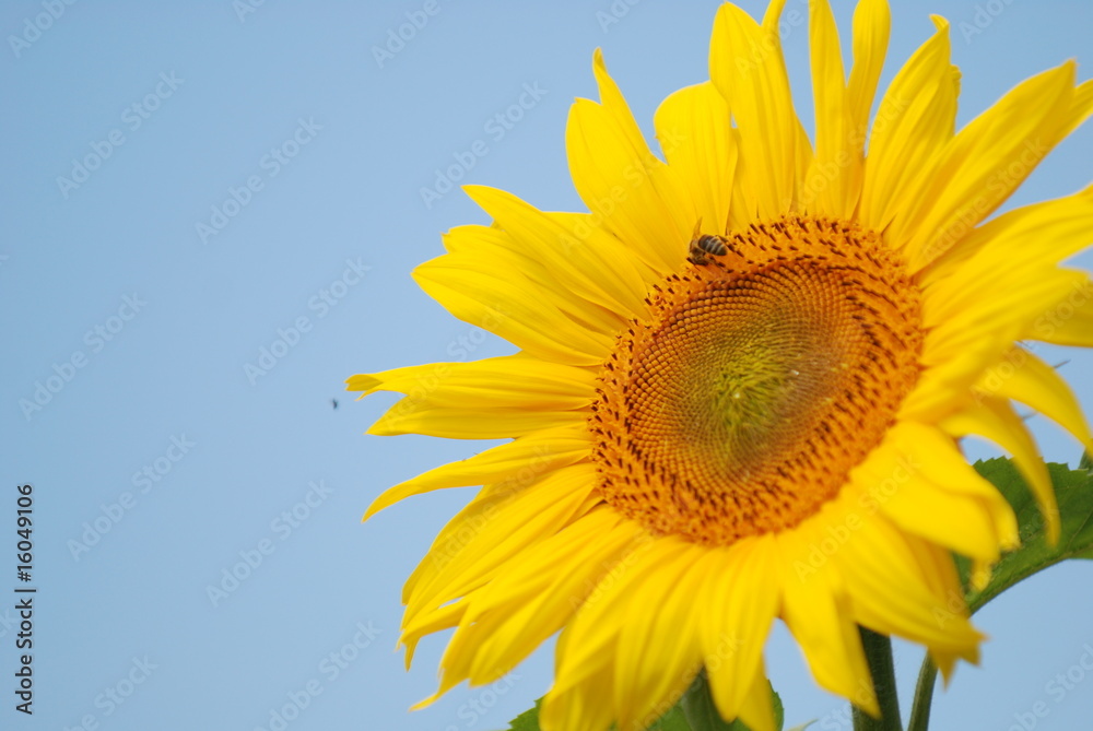 Sonnenblume Sonnenblume