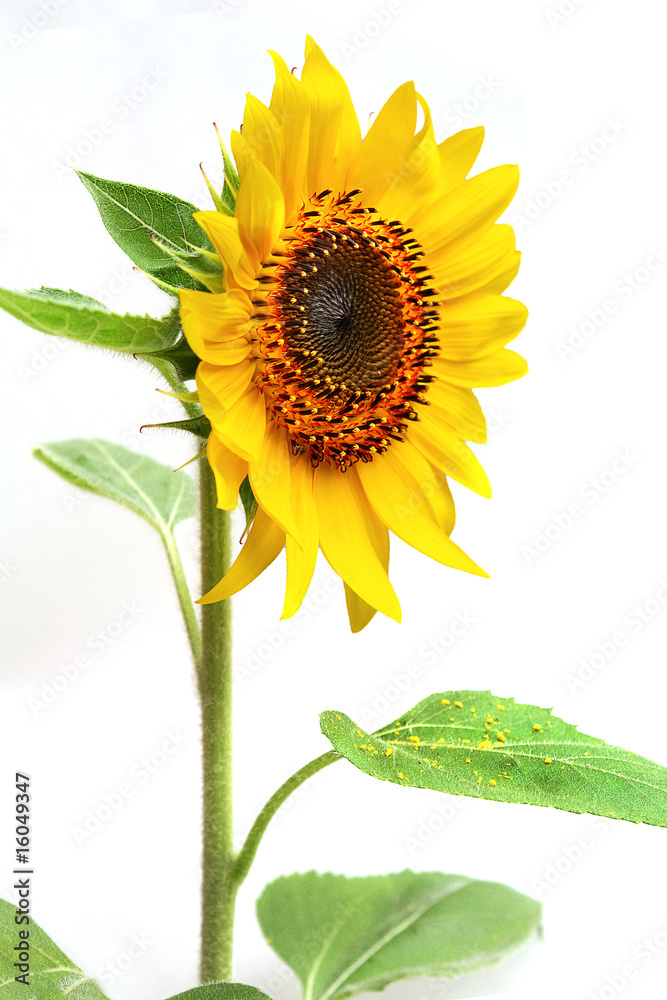 Obraz premium Girasol