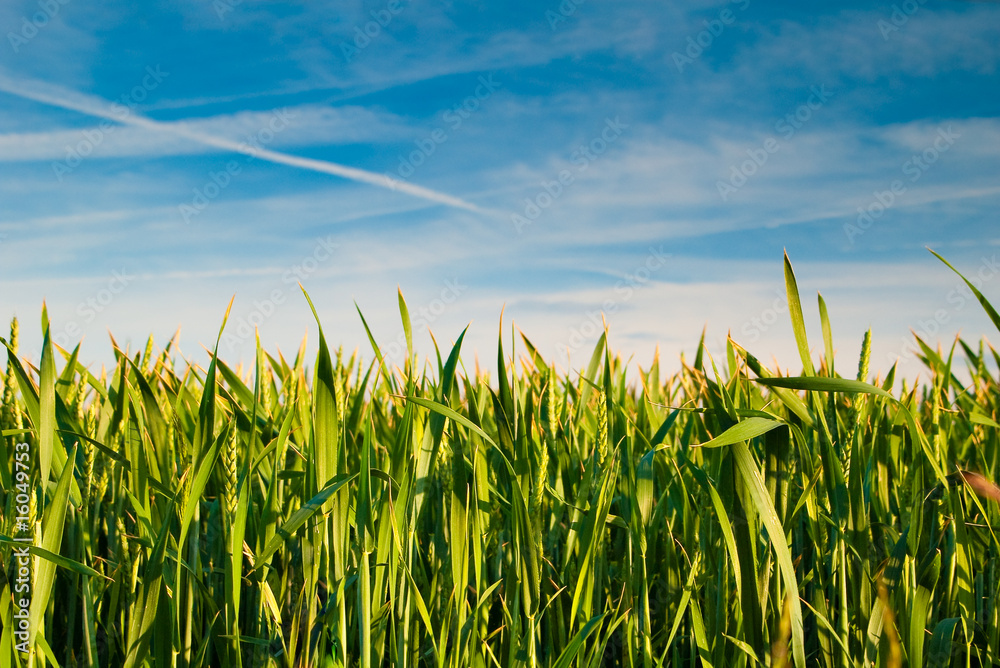 Obraz premium Wheat field on blue sky background