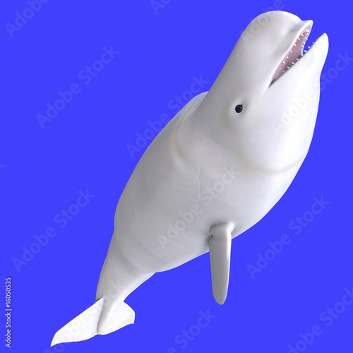 Billede på lærred whitle female beluga whale