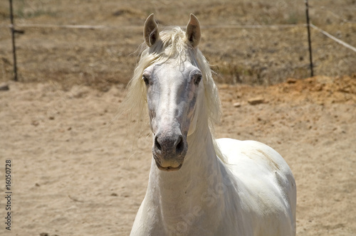 retrato caballo blanco