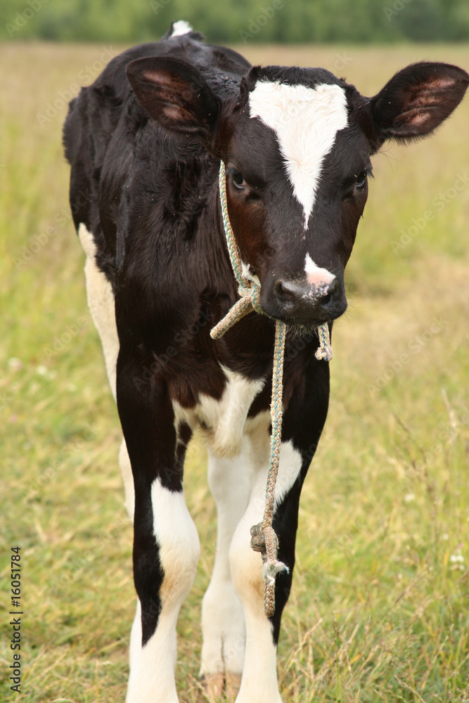 Calf in a meadow