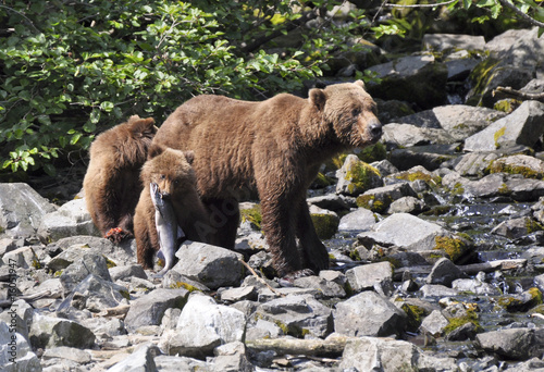 grizzly cub with fish near mother