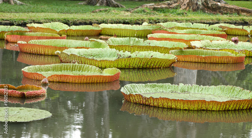 bassin de plantes aquatiques, nénuphar victoria amazonica