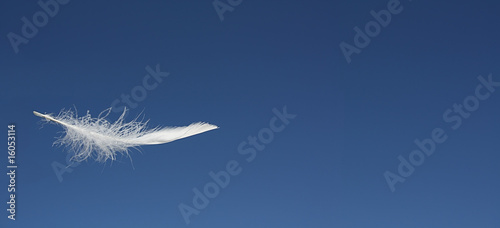 White feather with blue sky