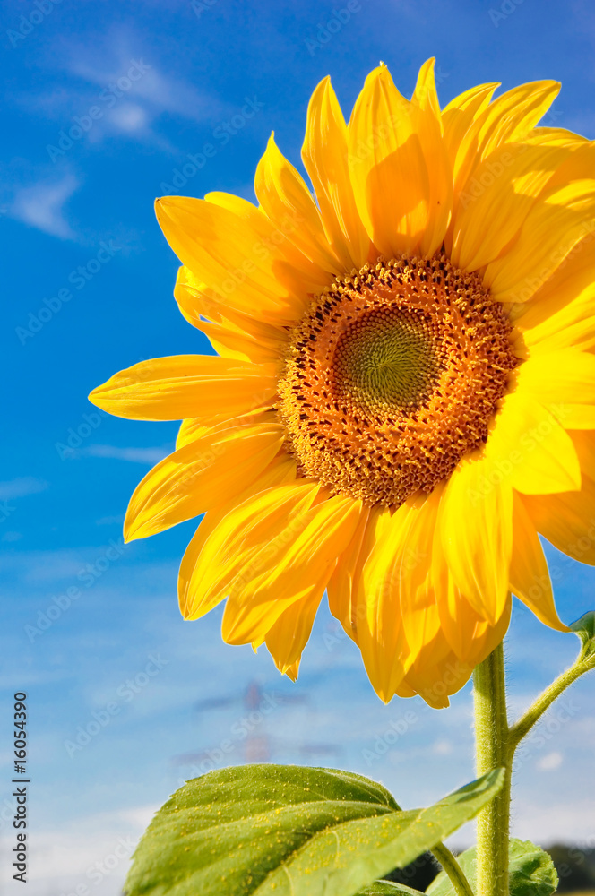 Naklejka premium Riesige Sonnenblume