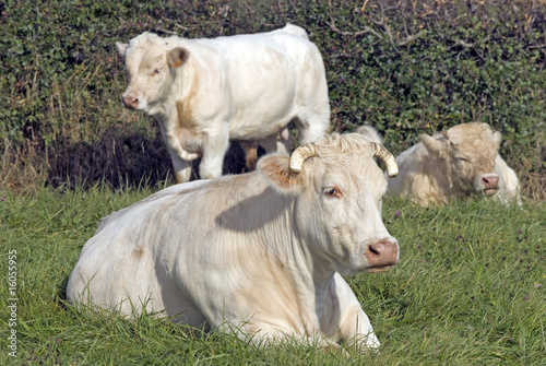 Charolais Kühe, Frankreich © Ralf Gosch