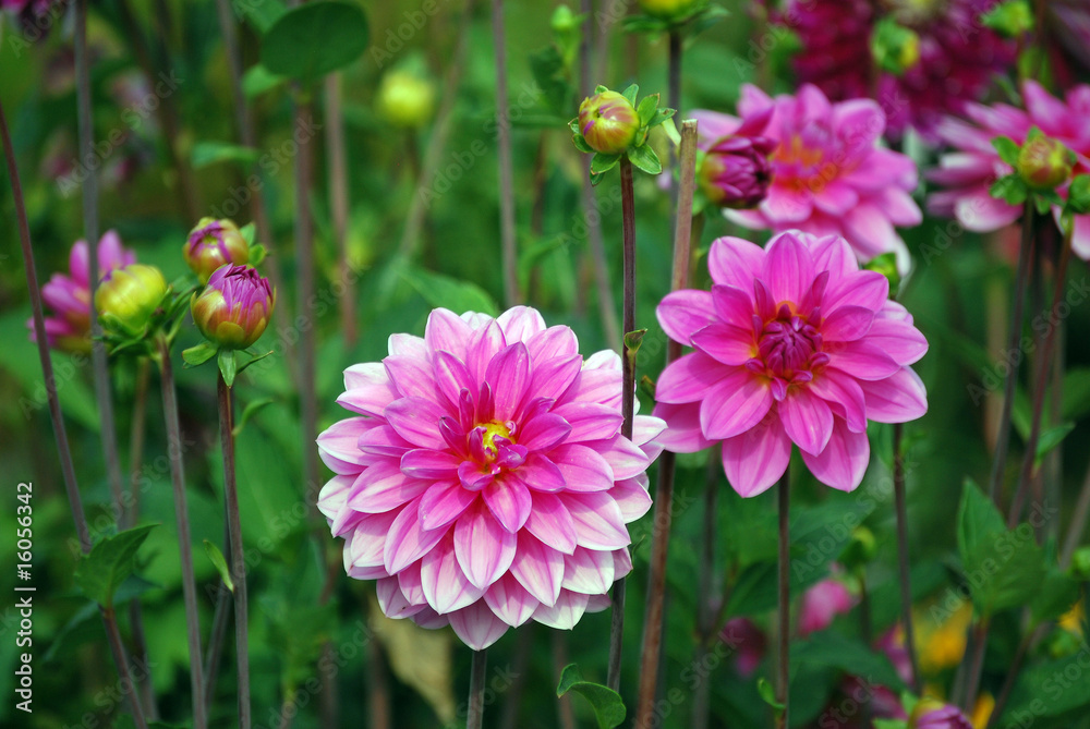 Obraz premium Blumenbeet mit rosa Dahlien