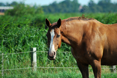 Pferd auf einer Koppel