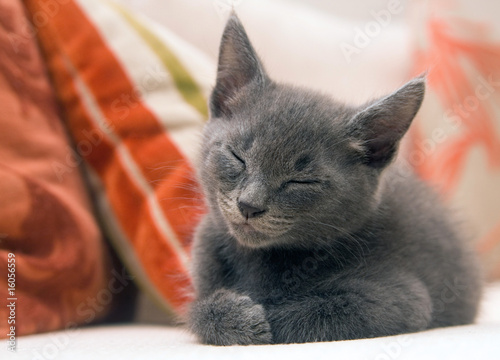 Cute grey kitten asleep on a sofa