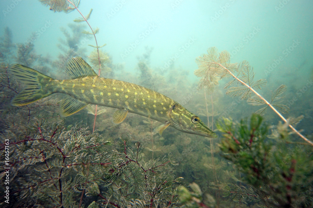 Pike in the lake