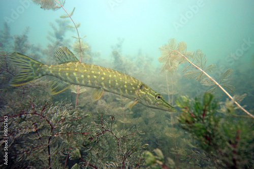 Obraz na płótnie Pike in the lake w salonie