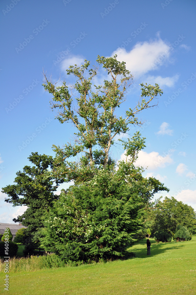tree tree