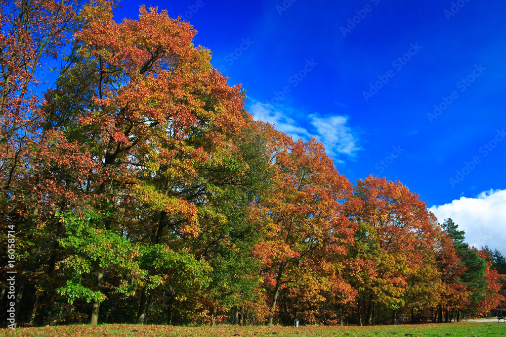 Colorful autumn leaves on trees