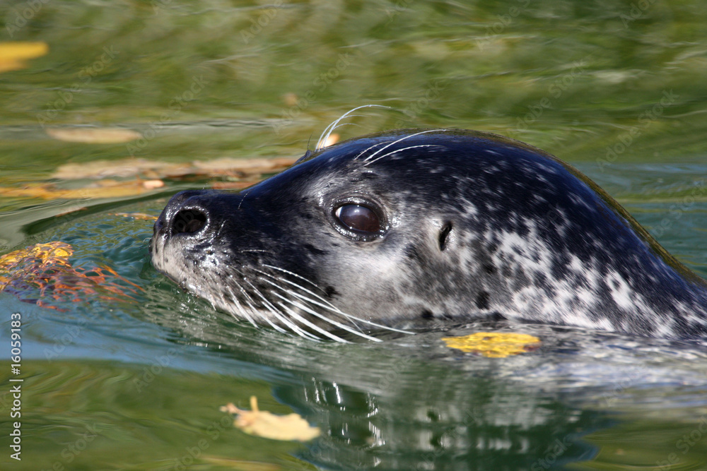 Naklejka premium Seehund