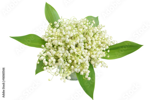 Lily of the valley