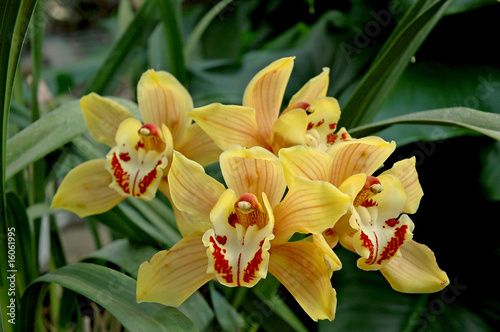 Cymbidium Clarissa