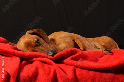 dachshound sleeping like a baby
